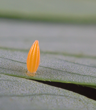 Cloudless Sulphur egg